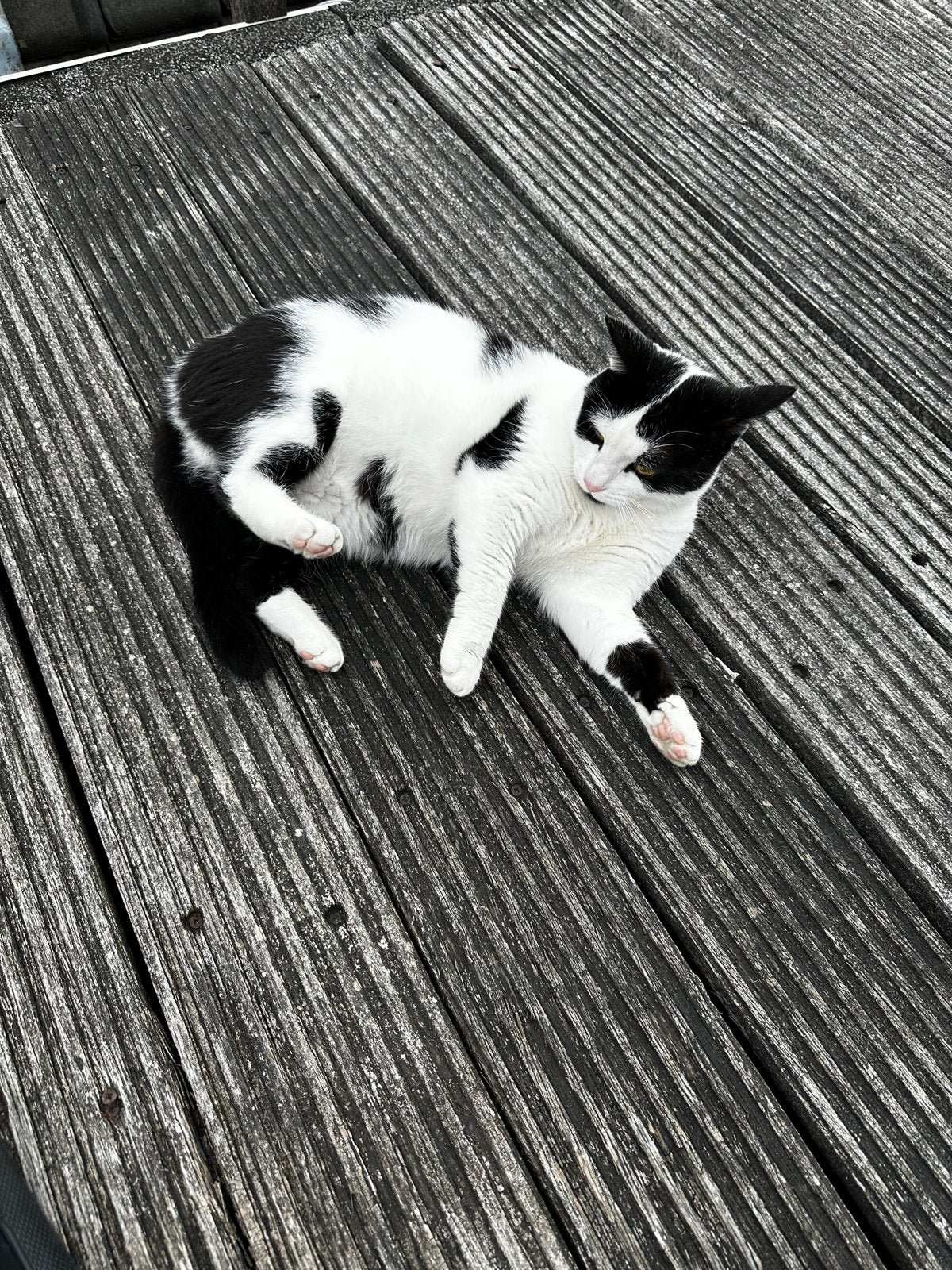 Liefdevol thuis gezocht voor onze poes, Dieren en Toebehoren, Poes, Kortharig, 0 tot 2 jaar