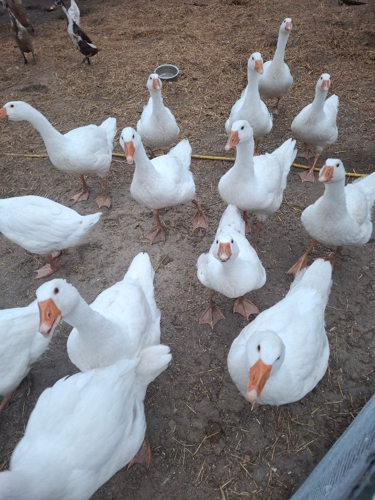 Jonge witte boerenganzen, Dieren en Toebehoren, Meerdere dieren, Gans of Zwaan
