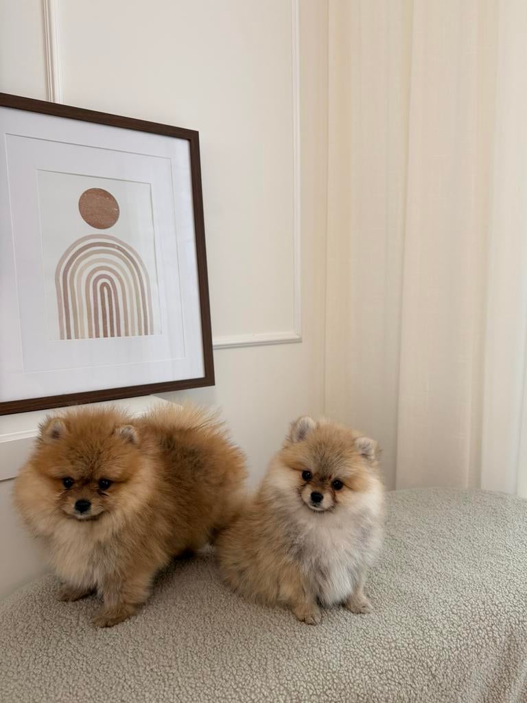 Pomeranian pups Pomeriaan, Dieren en Toebehoren, Particulier, 15 weken tot 1 jaar, Overige rassen, Buitenland