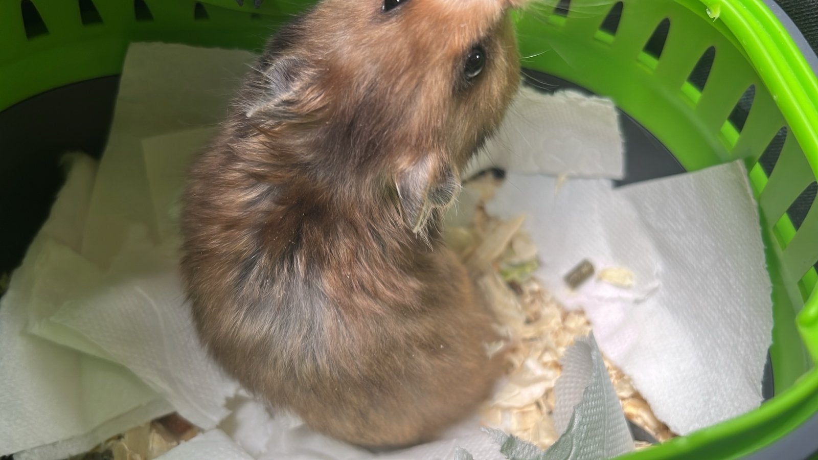 Syrische/Goudhamsters babys, Dieren en Toebehoren, September, Meerdere dieren, Hamster
