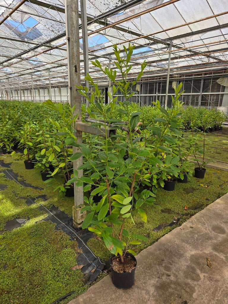 Laurier groot, Tuin en Terras, Planten | Struiken en Hagen, Ophalen of Verzenden, Laurier, 100 tot 250 cm