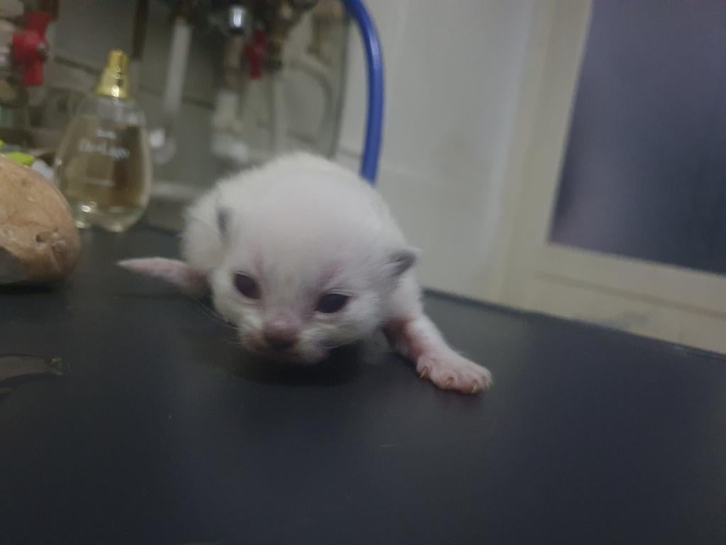 Kittens Ragdoll seal point / blue point, Geslacht onbekend