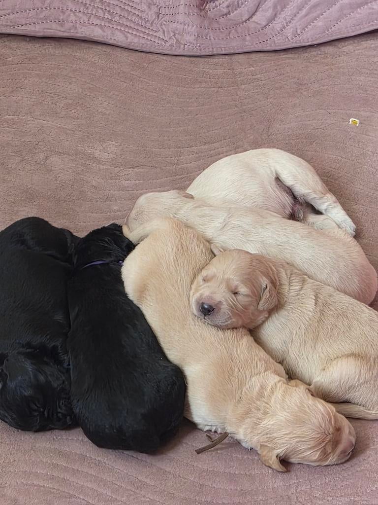 Goldador pups (Labrador x Golden retriever), Dieren en Toebehoren, Overige rassen, 8 tot 15 weken, Meerdere, Meerdere dieren