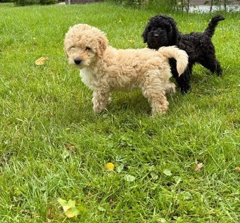 labradoodle pups, Dieren en Toebehoren, Honden | Retrievers, Spaniëls en Waterhonden, Meerdere dieren, Overige rassen, Particulier