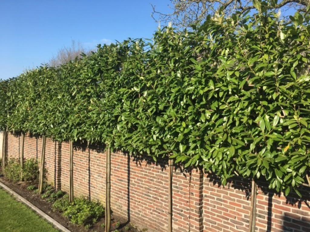 LAURIER LEIBOOM, PRUNUS NOVITA, zeer mooi!! div MATEN !!!!, Leiboom, Halfschaduw, Lente, 250 tot 400 cm