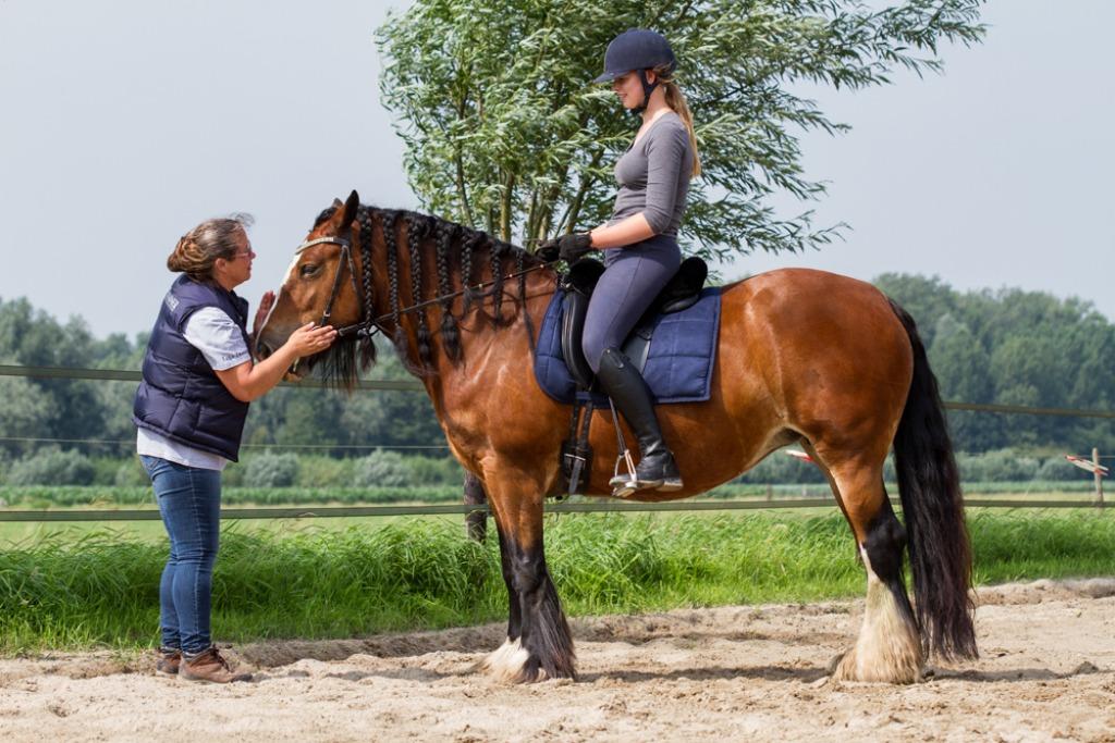 Paardrijlessen/coaching (kleinschalig met privé paarden), Gedragstraining