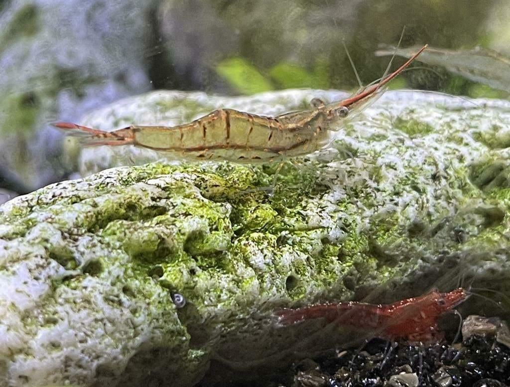 Gracilirostris Pinokkio's roodneus garnalen, Kreeft, Krab of Garnaal