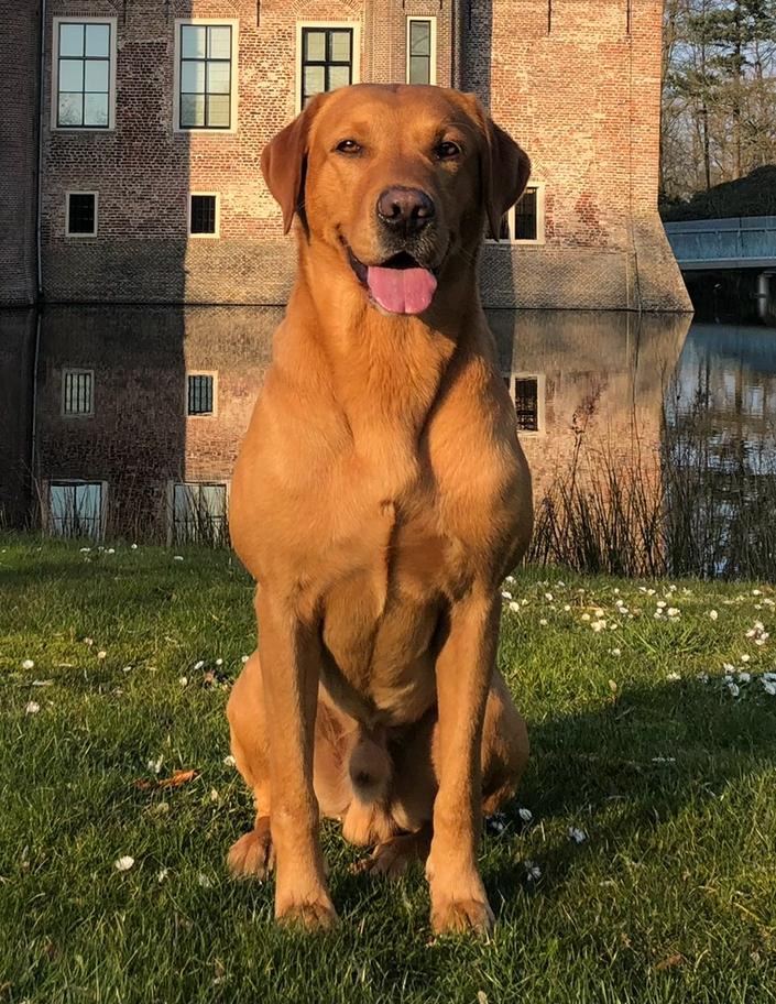 Labrador dekreu vosrood stamboom fox red, Parvo, Reu, Eén hond, 3 tot 5 jaar