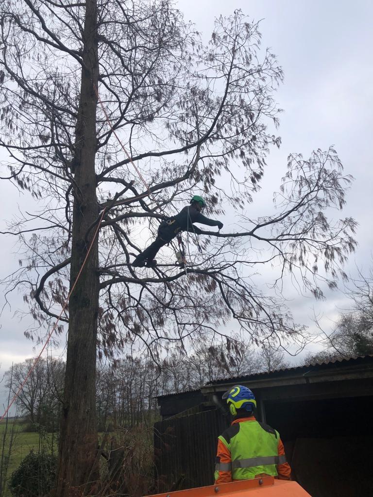 Boomverzorging en tuinonderhoud en stormschade, Tuinonderhoud of Snoeiwerk