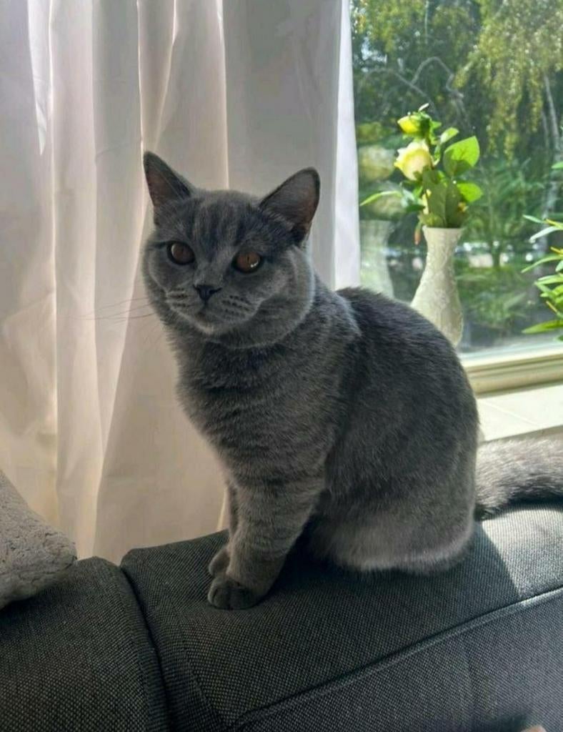 Dekkater Britse korthaar(Niet te koop), Kater