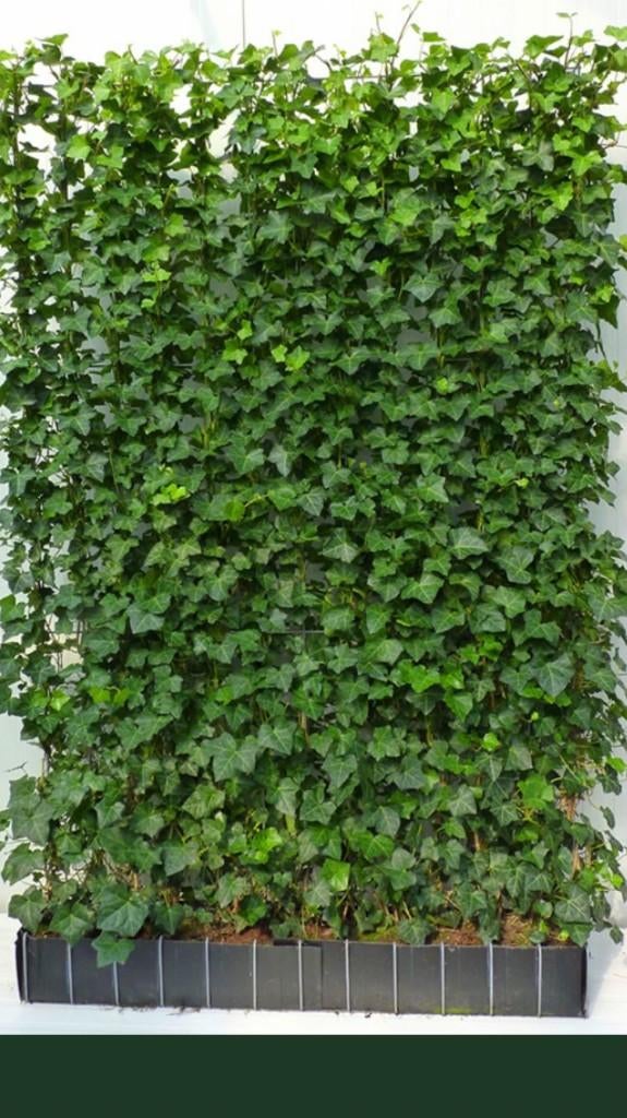Kant en klaar haag - Hedera scherm -Groen afscheiding-Hedera, Vaste plant, Ophalen of Verzenden, Bloeit niet, Halfschaduw