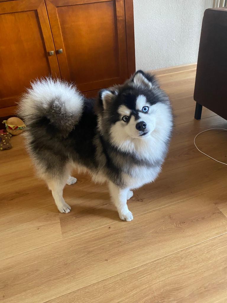 Pomsky F2 Dekreu (Husky / Pomeranian), Reu, 1 tot 2 jaar, Parvo, Eén hond