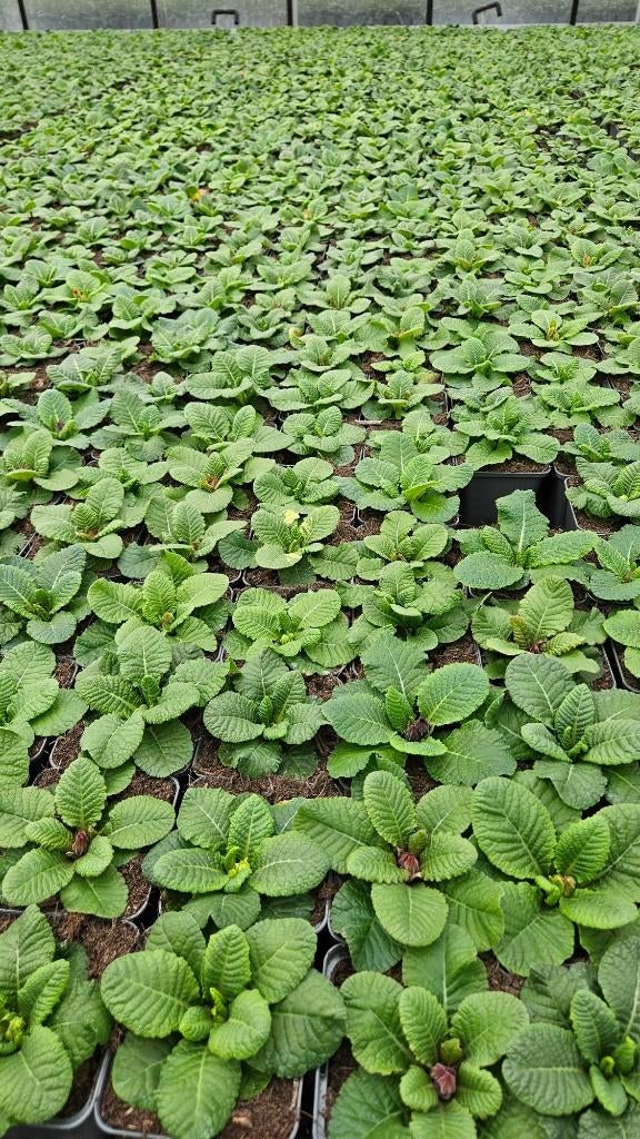 Primula Vulgaris Compacta - Goedkoop - vaste plant, Tuin en Terras, Planten | Tuinplanten, Overige soorten, Volle zon, Vaste plant