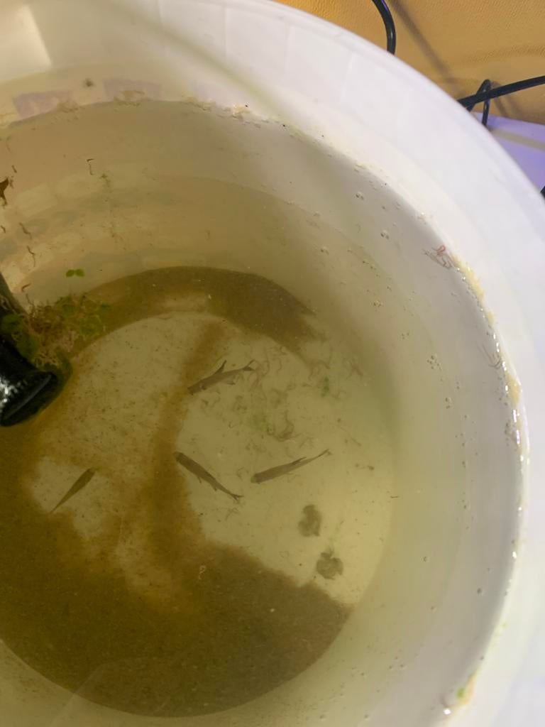 Een gup, Dieren en Toebehoren, Vissen | Aquariumvissen, Vis