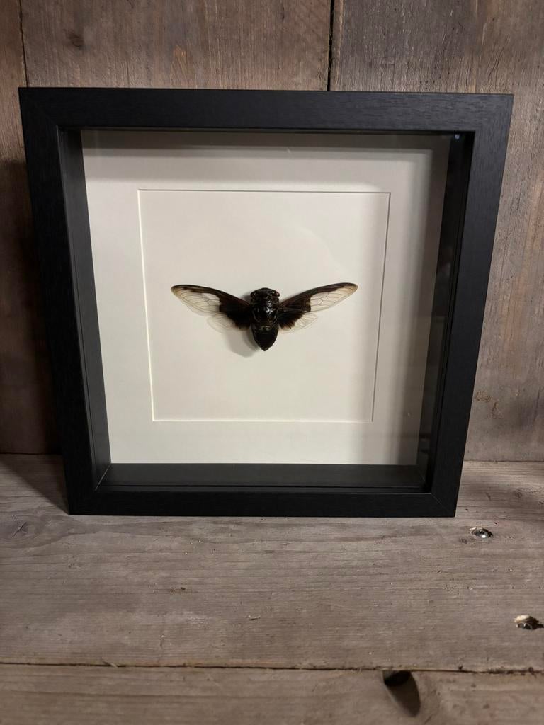 Mooie lijst met een Vleermuis Cicade, Verzamelen, Dierenverzamelingen, Nieuw, Opgezet dier, Insect, Ophalen of Verzenden