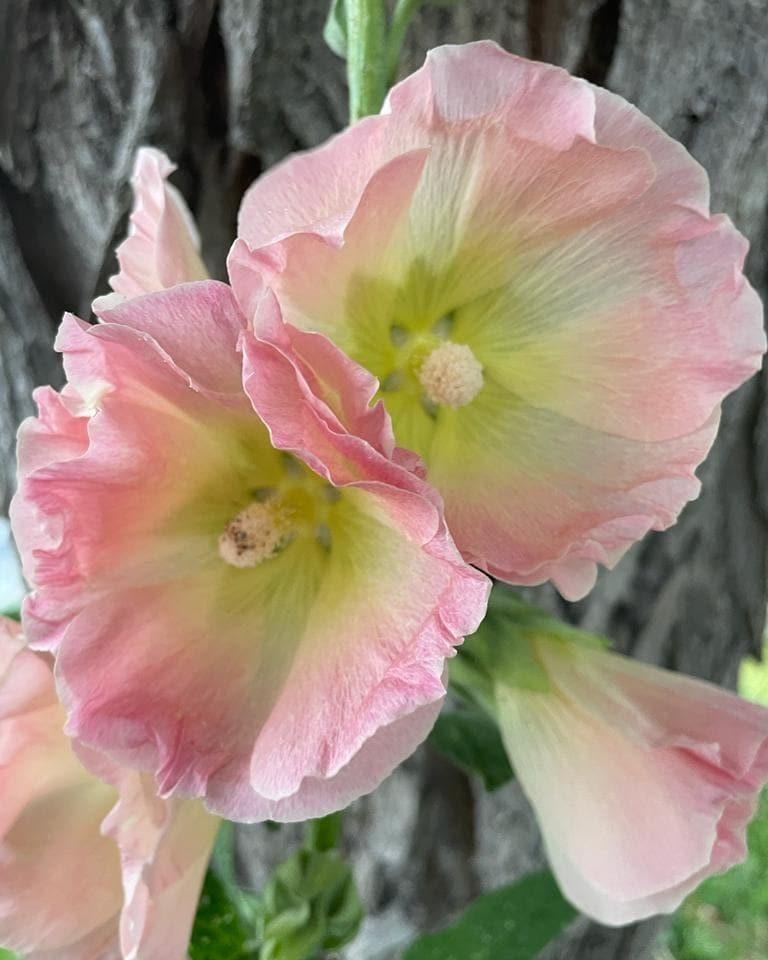 Stokroos zaden - Alcea - Verschillende kleuren, Ophalen of Verzenden, Volle zon