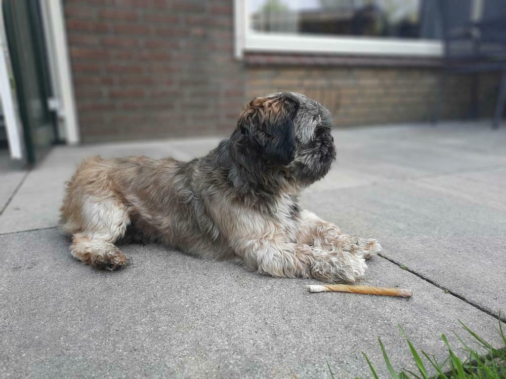 Ervaren Dekreu shih tzu Boomer ter dekking niet tekoop, Reu, 1 tot 2 jaar, Parvo, Eén hond