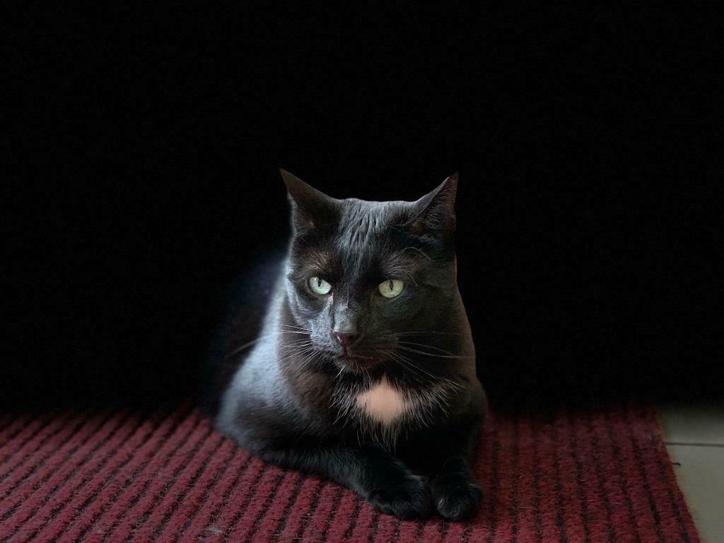 Katten hulp, Dieren en Toebehoren, Meerdere dieren