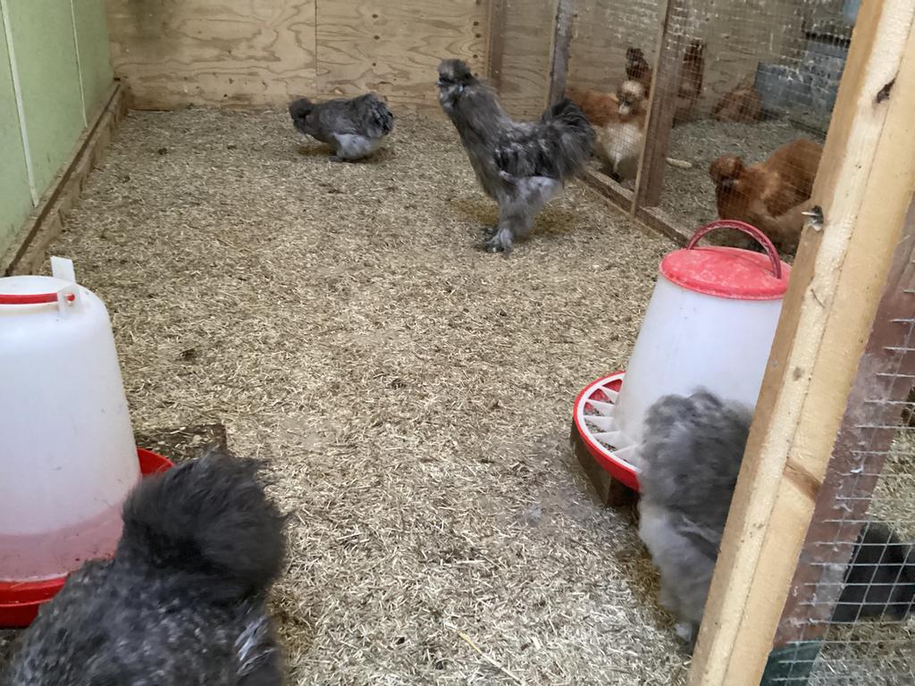 Te koop broedeieren, Dieren en Toebehoren, Pluimvee, Geslacht onbekend, Kip