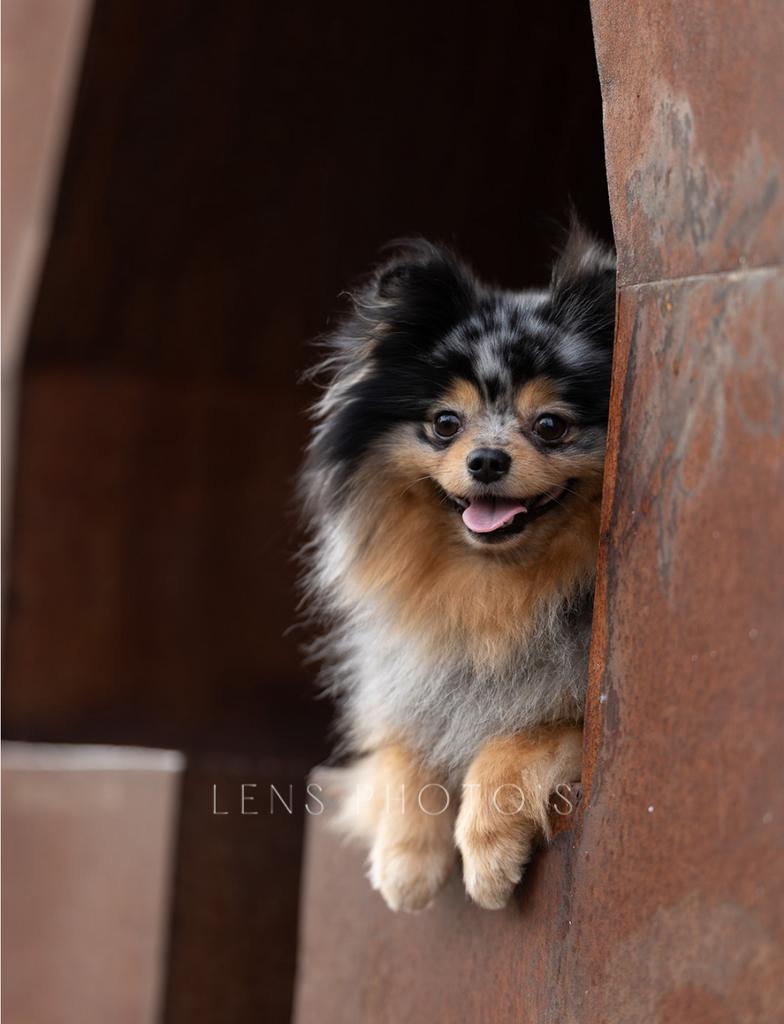Merle en tan dekreu, Particulier, Keeshond, Reu, Buitenland