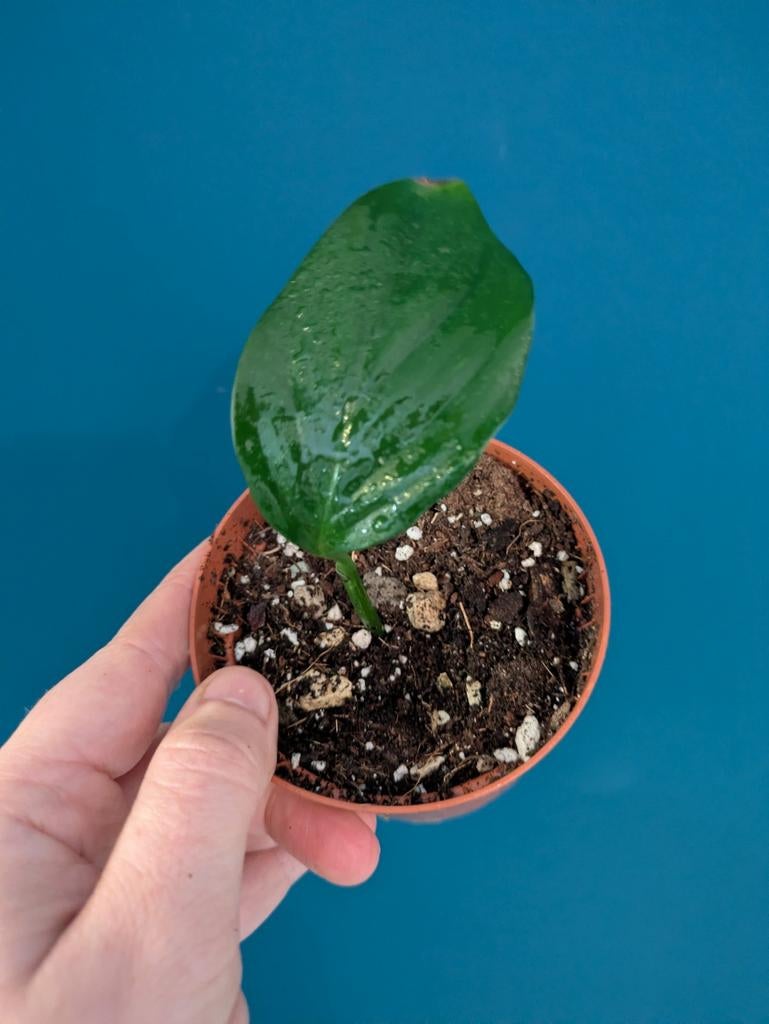 Monstera Acacoyaguensis klein plantje, Ophalen of Verzenden, Halfschaduw, Minder dan 100 cm