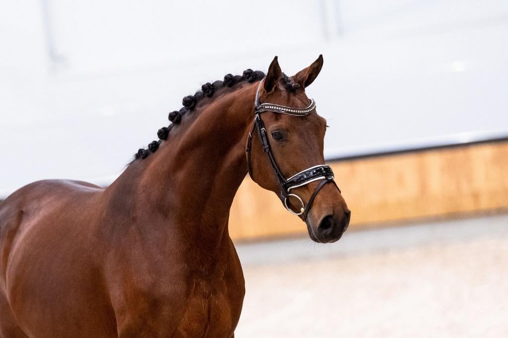 KWPN fokmerrie v. Johnson met top moederlijn, Merrie, Met stamboom, Dressuurpaard, 160 tot 165 cm