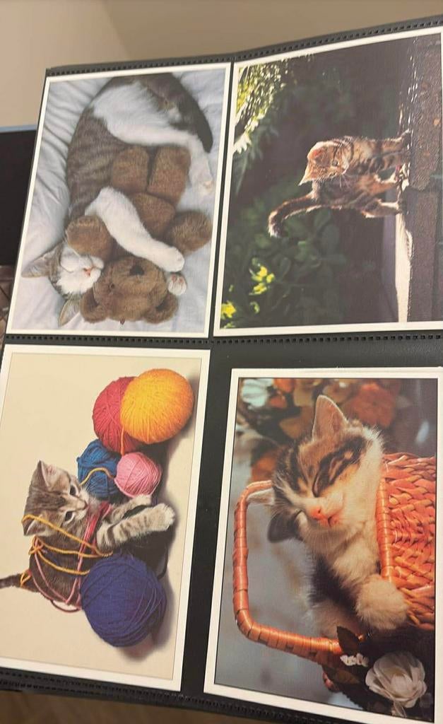 Kaarten fotokaarten poes poezen kat katten kleur zwart wit, Ophalen of Verzenden, 1980 tot heden, Hond of Kat