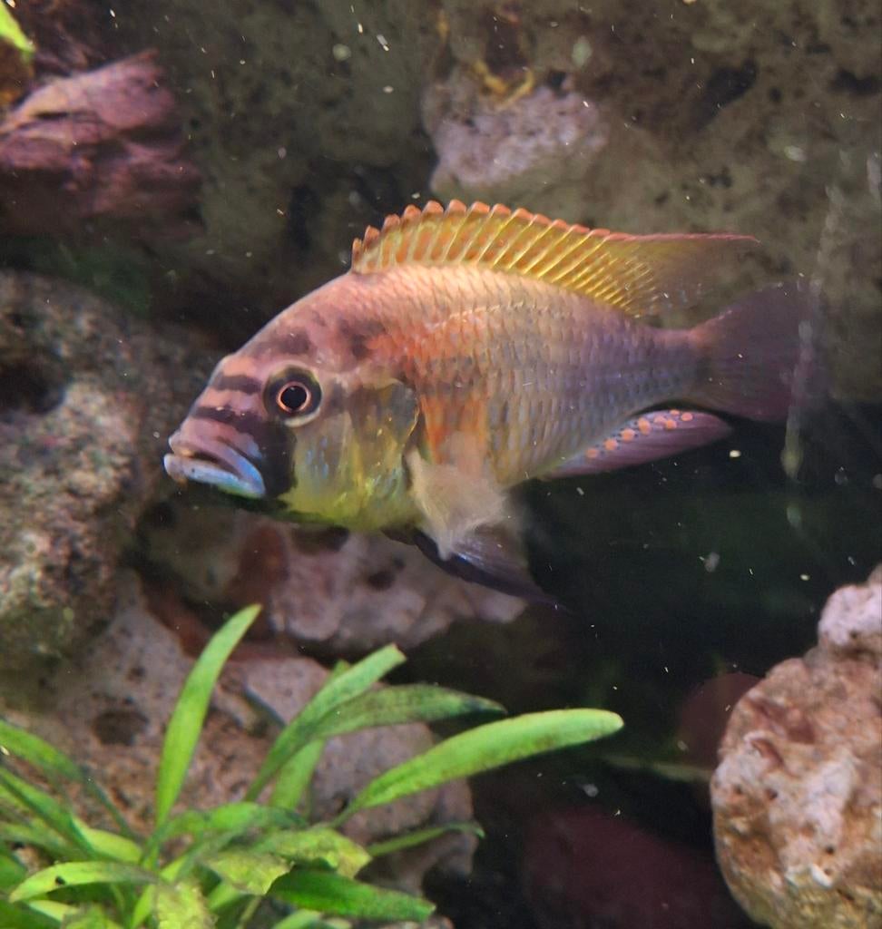 Astatotilapia burtoni, Vis, Zoetwatervis