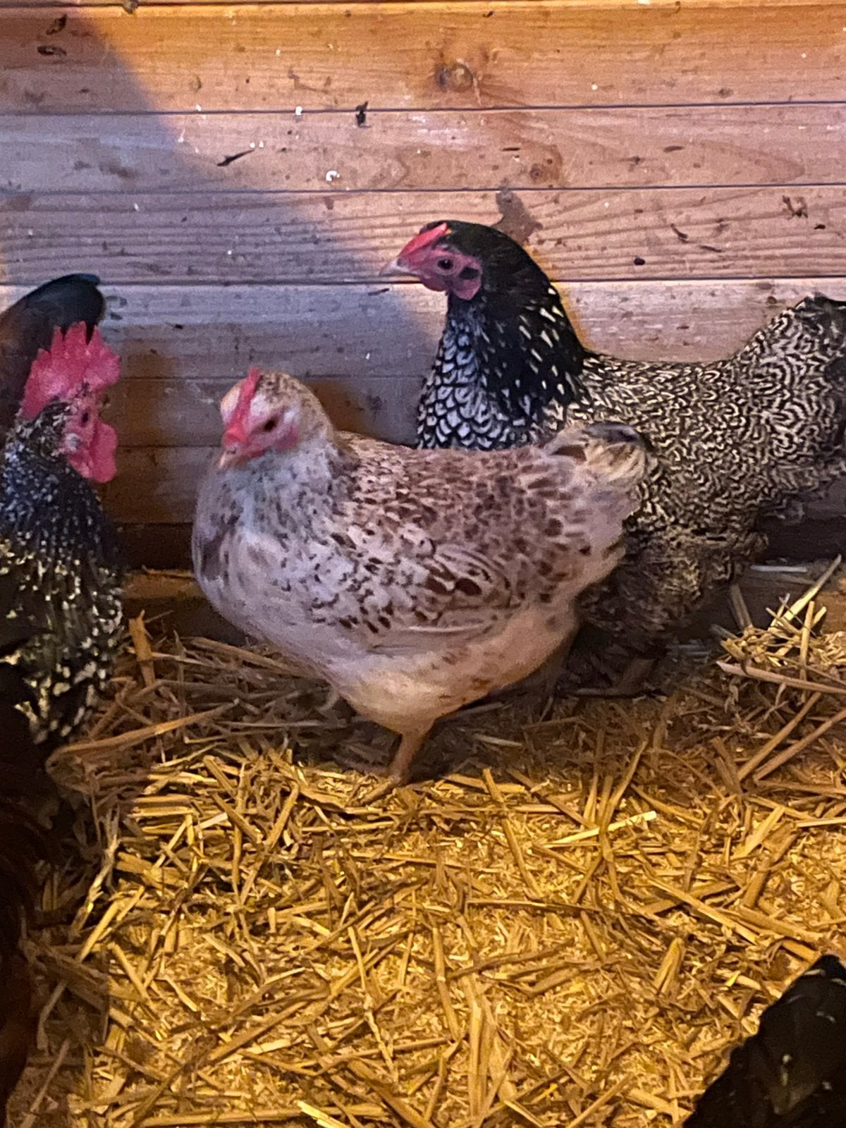 Haan met 3 hennen kriel, Dieren en Toebehoren, Meerdere dieren, Kip