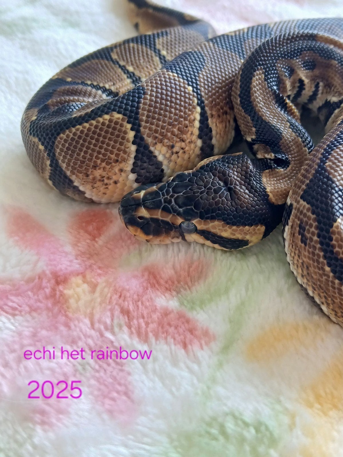 koningspython dames en mannen Ball Python photo 11