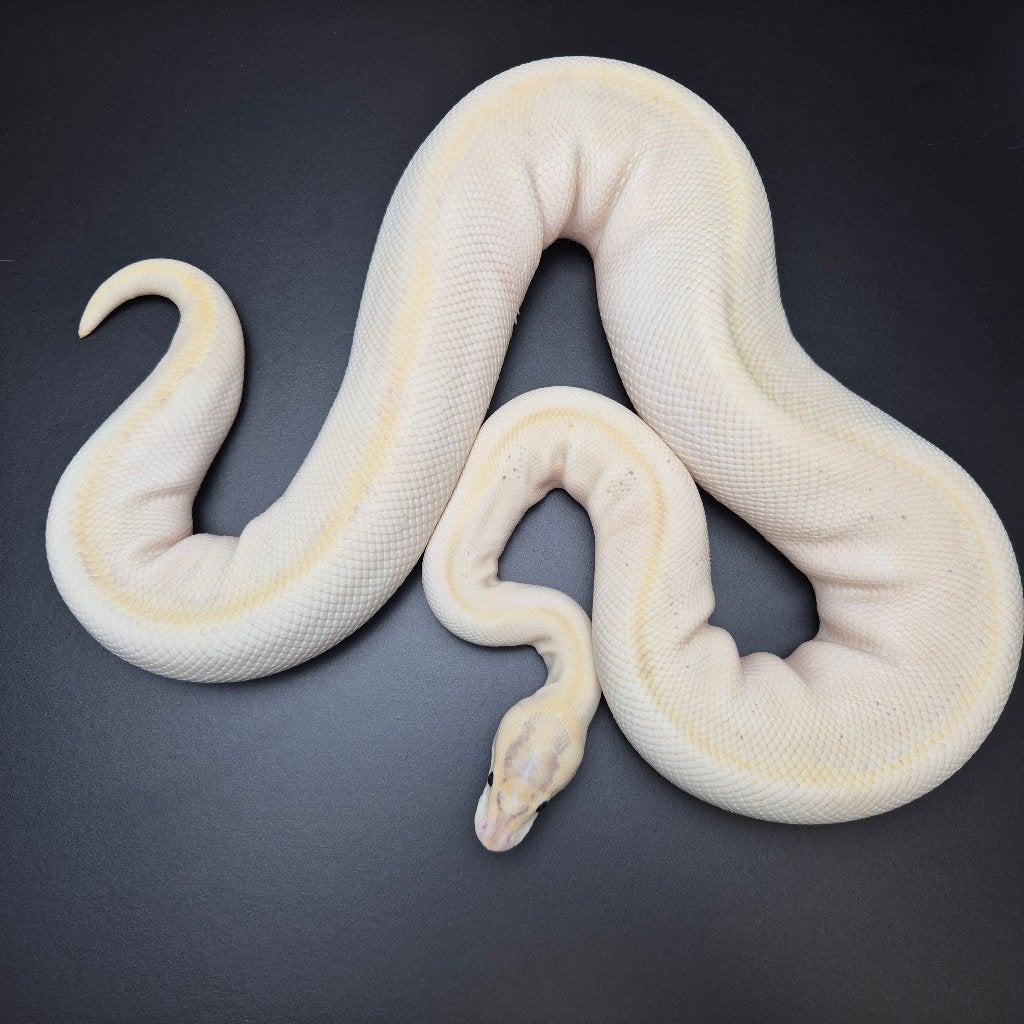 enchi ivory pb. p. regius Ball Python - unknown for sale from Roundhog serpents