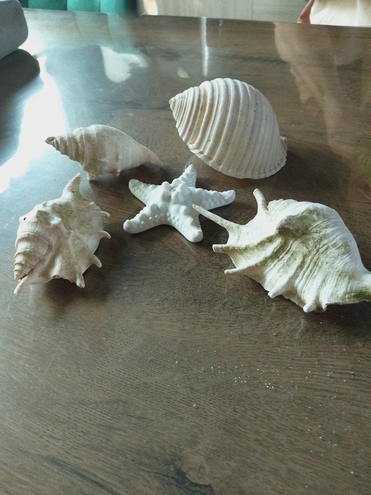 schelpen, Dieren en Toebehoren, Ophalen, Plant(en), Steen of Hout