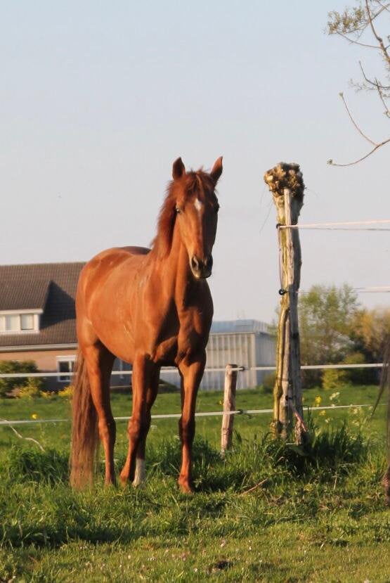 Te koop: Lieve en leergierige 8-jarige E-pony merrie, Merrie, B, E pony (1.48m - 1.57m), 7 tot 10 jaar