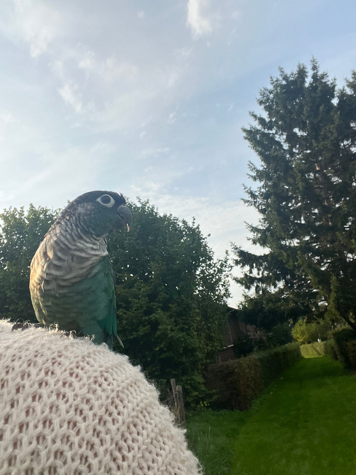 Lieve pyrrhura (man) / groenwangparkiet, Mannelijk, Parkiet, Tam