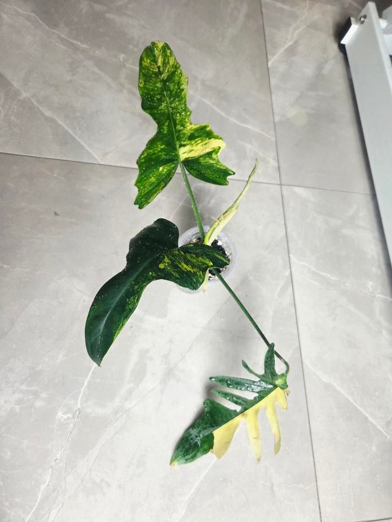 Philodendron Florida Beauty X Mayoi Narrow - Zeer Zeldzaam, Ophalen of Verzenden, Halfschaduw, Minder dan 100 cm