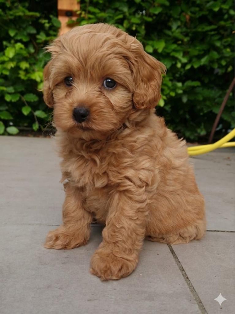 Prachtige Maltipoo pups, Parvo, Overige rassen, 8 tot 15 weken, Meerdere
