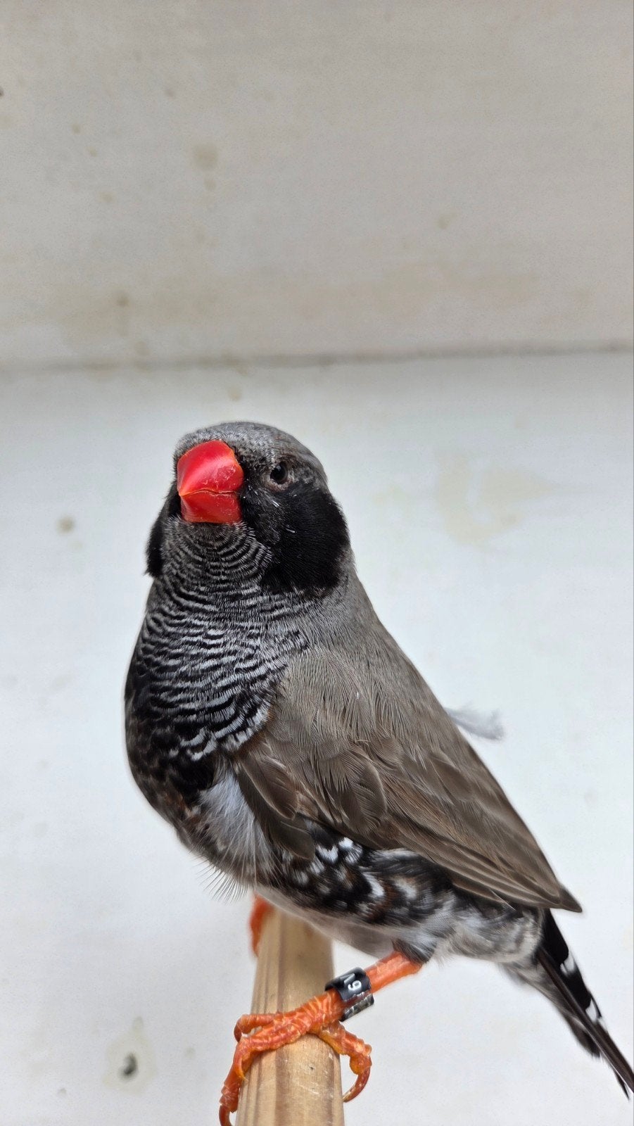 Zebravink Zwartwang blackface grijs Man 2025, Dieren en Toebehoren, Mannelijk, Tropenvogel, Geringd