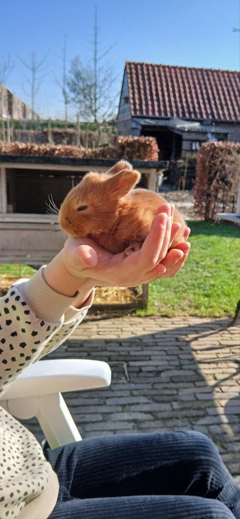 Jonge Triantha konijntjes, Dieren en Toebehoren, Konijnen