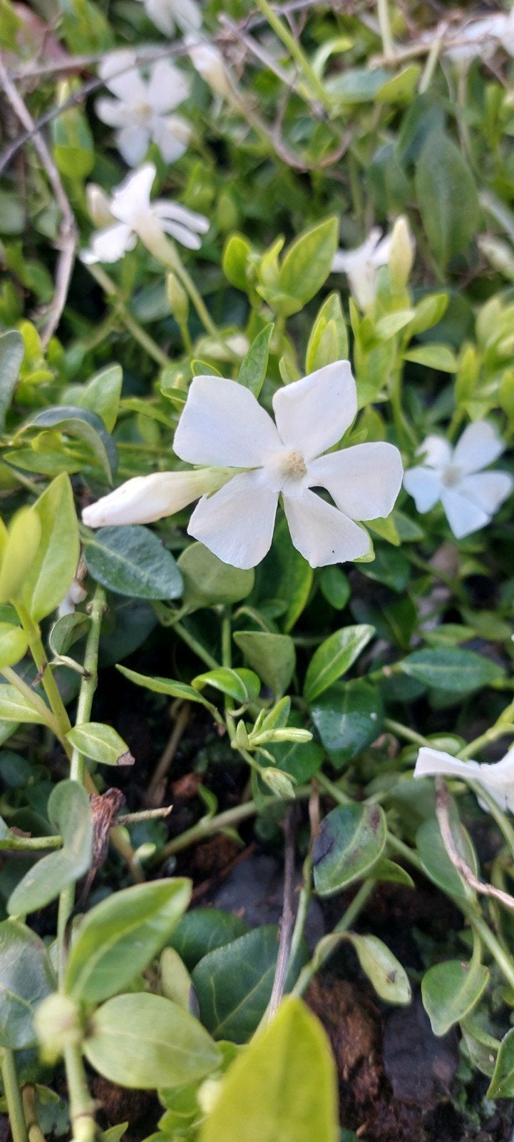 vinca maagdenpalm div kleuren, Tuin en Terras, Ophalen of Verzenden, Overige soorten, Volle zon