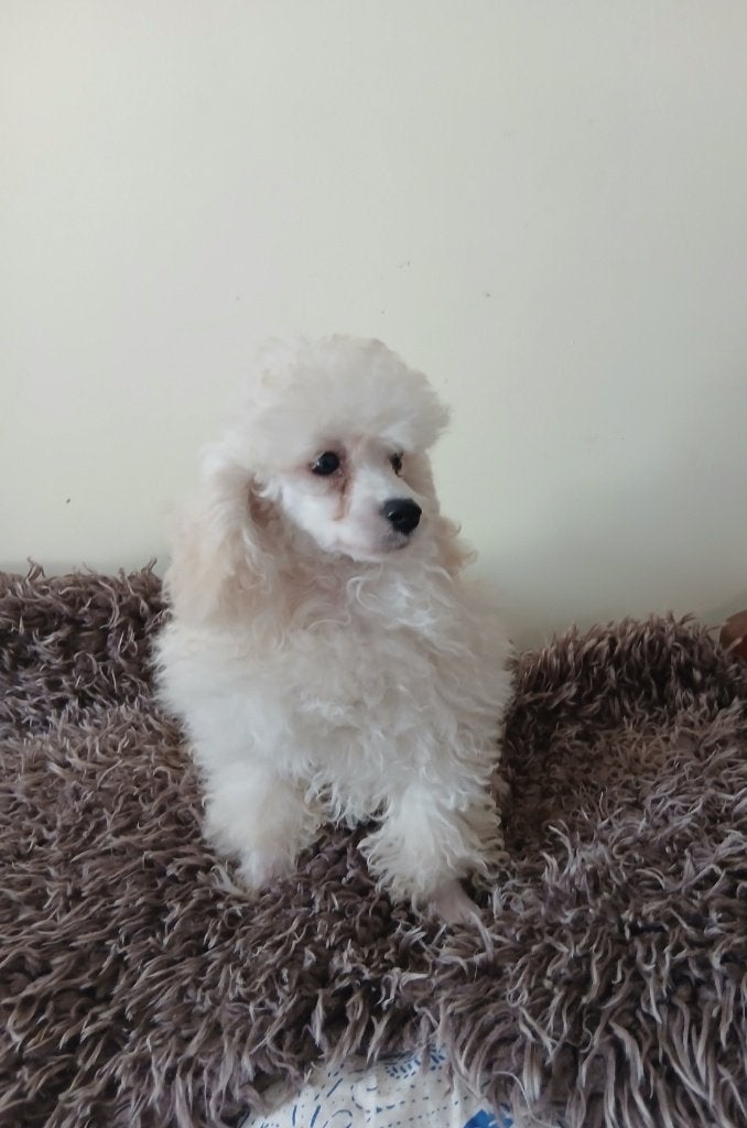 Toy poedel pup(s), Poedel, 8 tot 15 weken, Teef, Eén hond