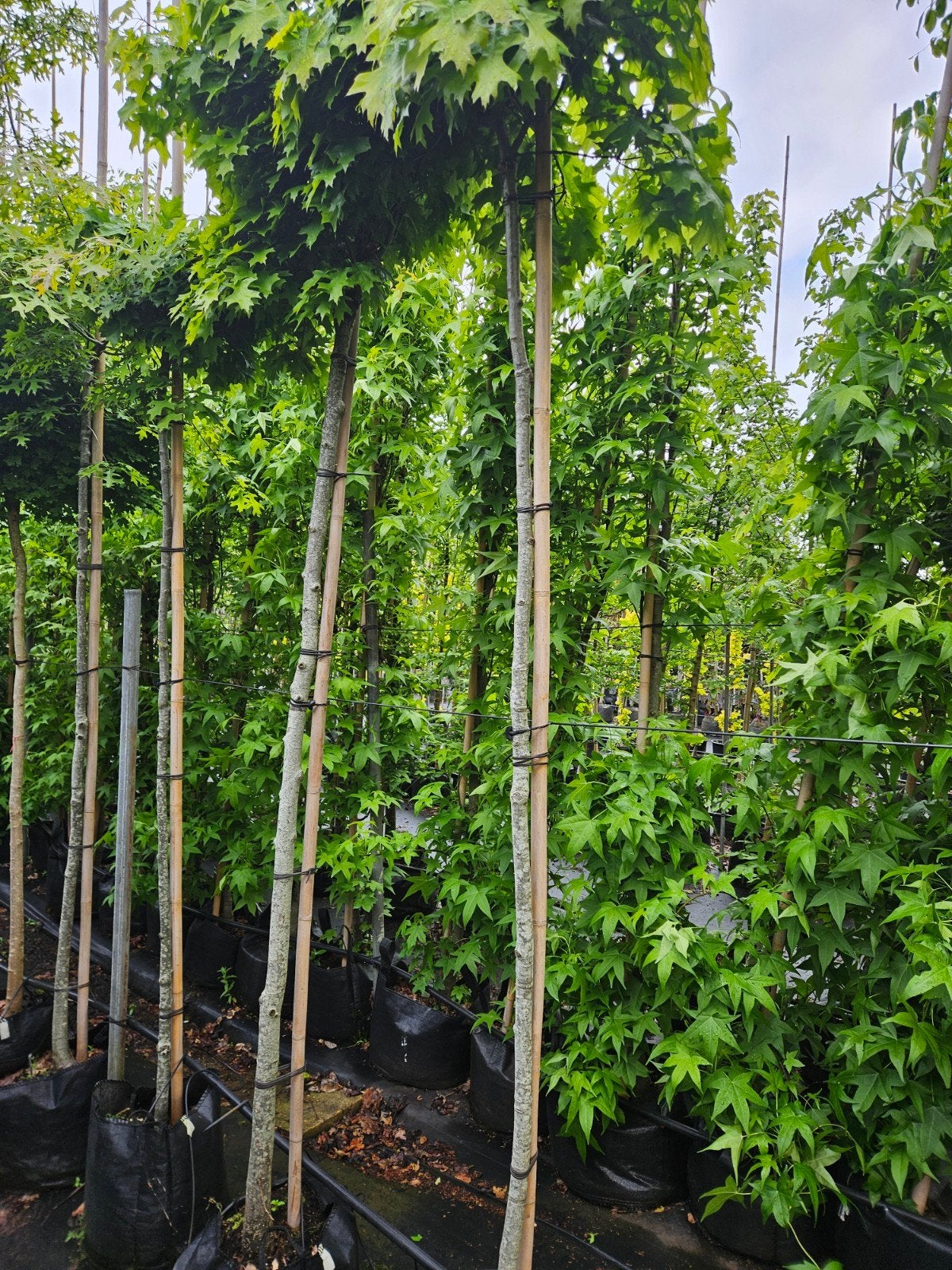 Quercus (Isabel) te koop!, Bloeit niet, Halfschaduw, 100 tot 250 cm, Ophalen