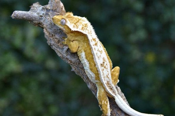 Wimpergekko 0.1 vrouw, Hagedis, 0 tot 2 jaar