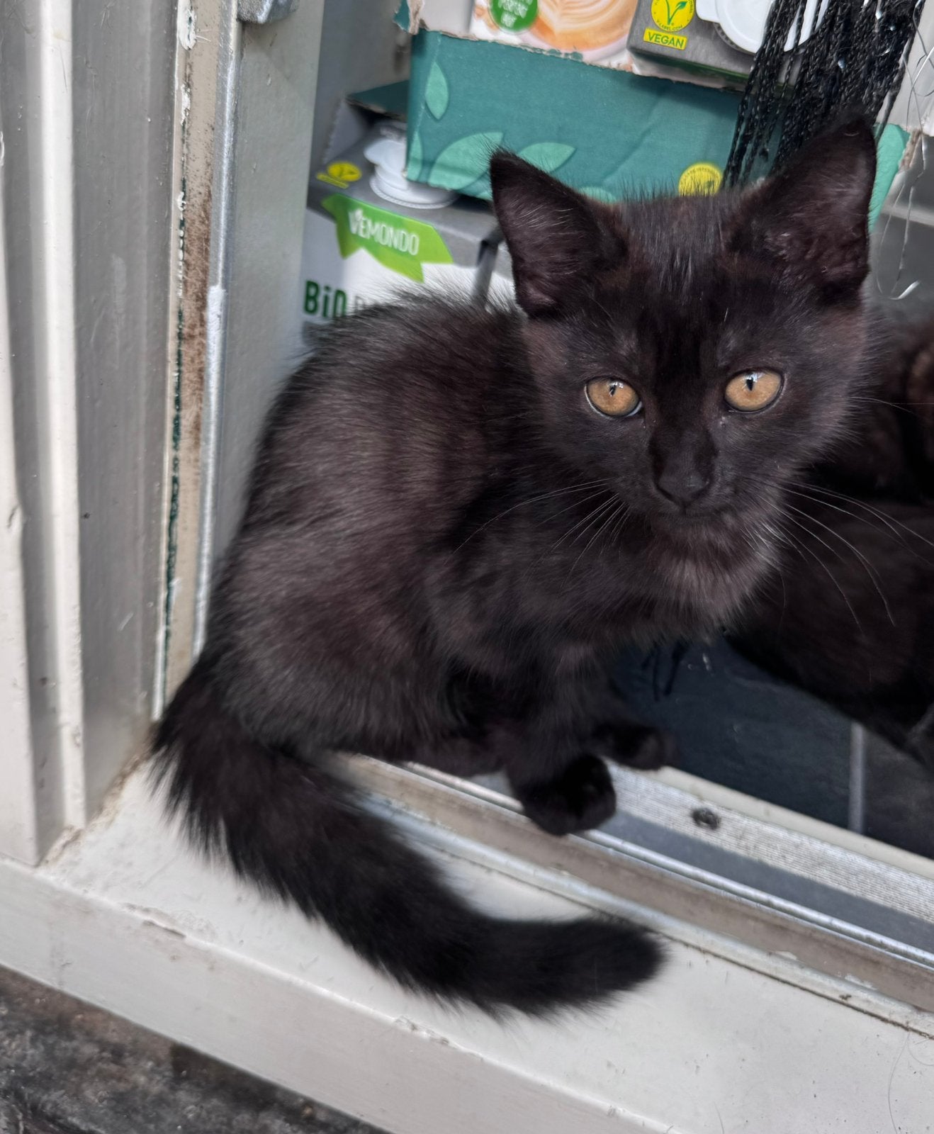 Kitten  2x‍🐈‍⬛  2x 🐯 Babycat, Dieren en Toebehoren, Katten en Kittens | Raskatten | Korthaar, Meerdere dieren, Ontwormd