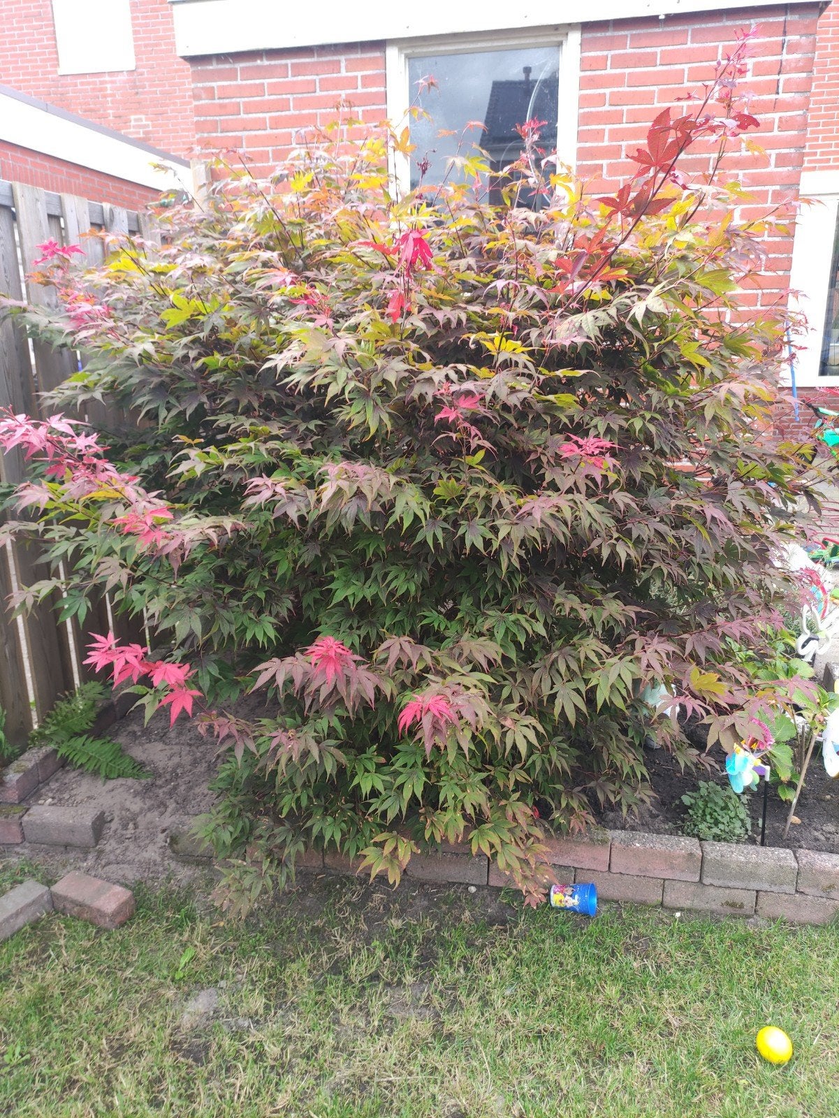 Japanse Esdoorn (Acer Palmatum) - Prachtige Tuinplant, Tuin en Terras, Ophalen, Bloeit niet, Overige soorten, Halfschaduw