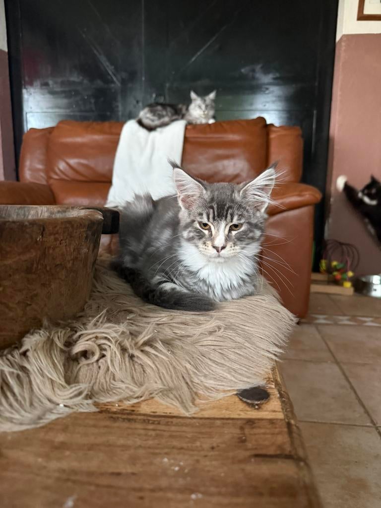 Maine coon kitten kater met stamboom, Meerdere dieren, Met stamboom