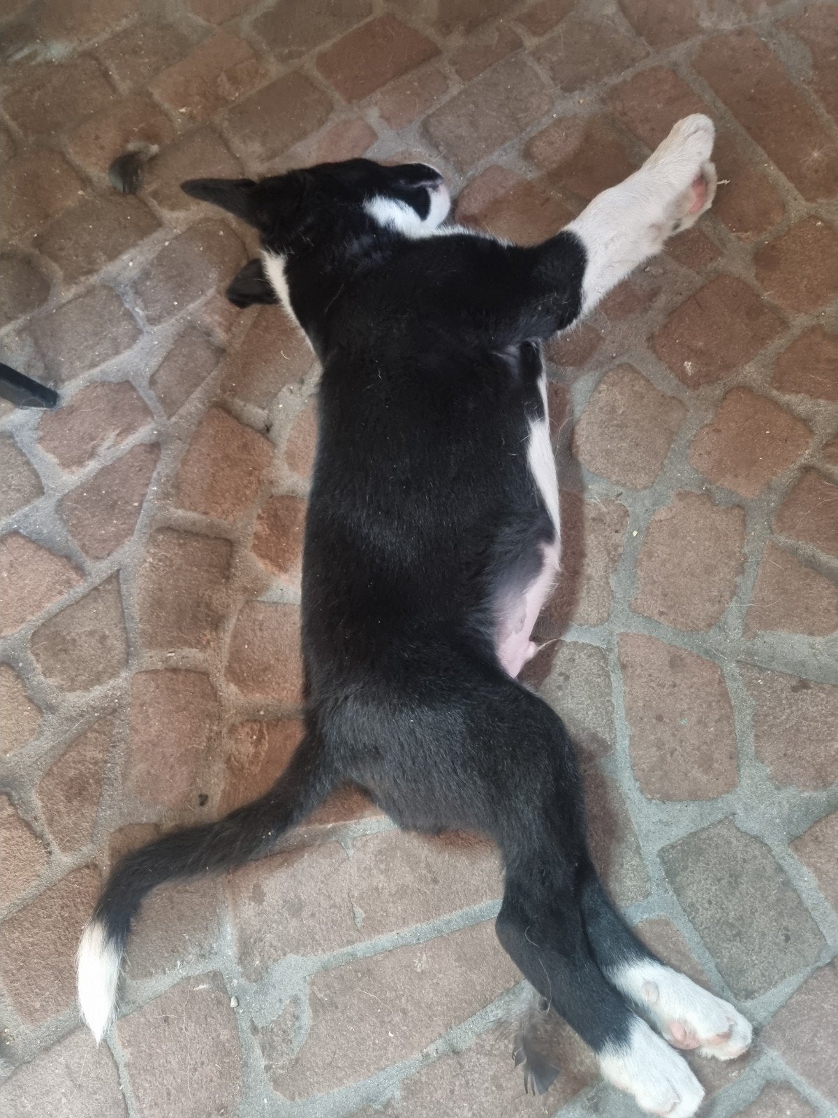 schapendrijven, Dieren en Toebehoren, Honden | Niet-rashonden, Parvo, Reu, 8 tot 15 weken, Eén hond