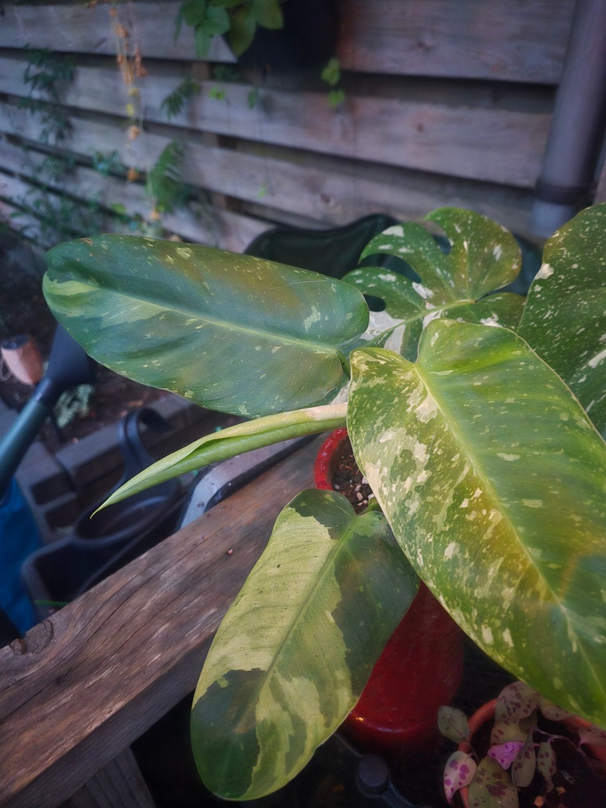 Philodendron jose buono variegata, Tuin en Terras, Planten | Tuinplanten, Ophalen, Overige soorten, Volle zon