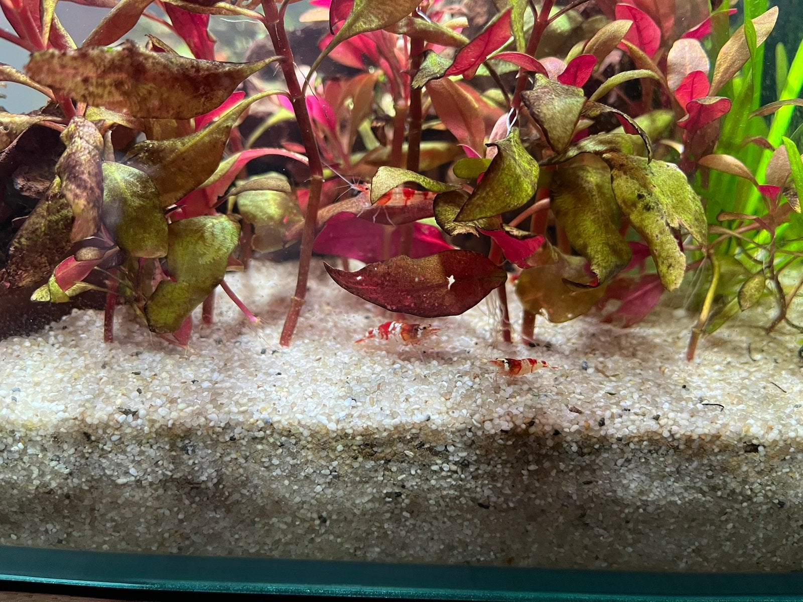 Red Crystal garnalen te koop, Kreeft, Krab of Garnaal