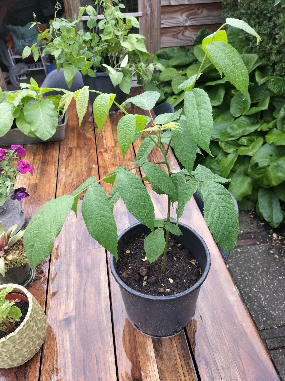 Zwarte walnoot boom, zaailing Juglans nigra, Ophalen, Vaste plant, Overige soorten, Volle zon