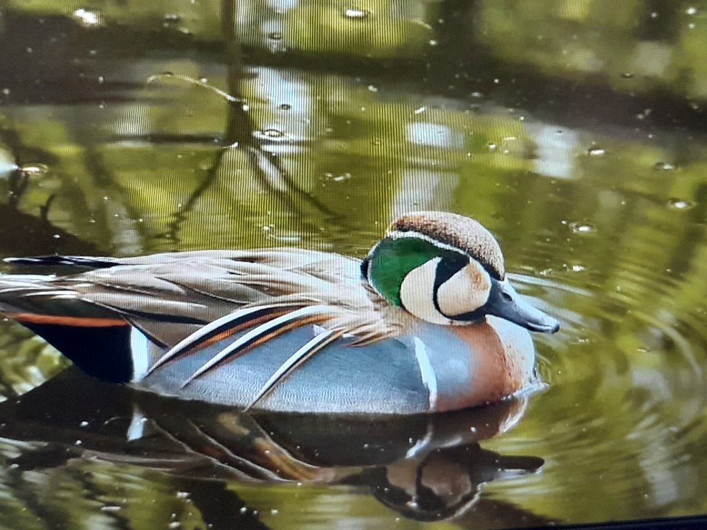verschillende soorten siereenden/ eenden, Dieren en Toebehoren, Pluimvee, Meerdere dieren, Eend
